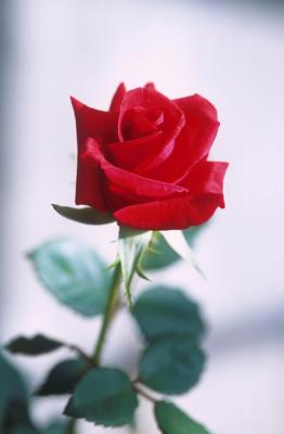 en rød rose med uklar bakgrunn